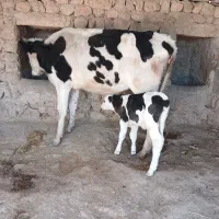 گاو شکم اول