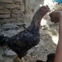 خروس لاری کوکو|حیوانات مزرعه|ضیاء آباد, |دیوار