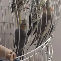 عروس هلندی۶ ماهه سرحال و زرنگ|پرنده|لاهیجان, گلستان|دیوار