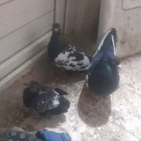 کبوتر