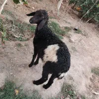 بره ماده