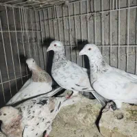 چند عدد کبوتر سار هفت رنگ خطی  ماده