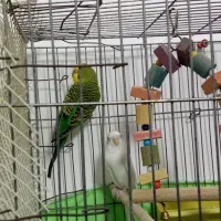 مرغ عشق دو جفت