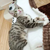 گربه گمشده|گربه|نیشابور, شهید بهشتی|دیوار