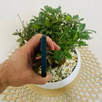 آیفون ۱۳|موبایل|تهران, صد دستگاه|دیوار