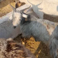 فروش بزو بزغاله و بزابستن