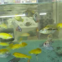فروش ماهی بلو آکارا و پرت پلار|ماهی|مشهد, انقلاب|دیوار