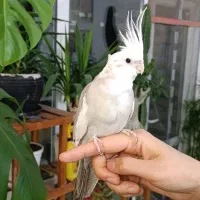 عروس هلندی ماده وفنچ نر|پرنده|طرقبه, |دیوار