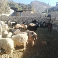 سلام فروش 30 راس بزابستن داشتی|حیوانات مزرعه|گراش, |دیوار