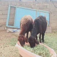 گوسفند