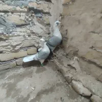 شش‌تاگفترپشتارترک‌داردرجه‌یک‌‌پرشی|پرنده|تربت‌حیدریه, چهارراه خواف|دیوار