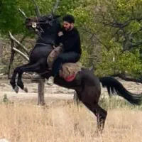 مادیان کرد ۳ ساله|اسب و تجهیزات اسب‌سواری|تبریز, |دیوار