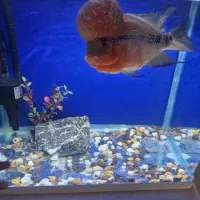 فلاور هورن ۲۵+|ماهی|کرمان, |دیوار