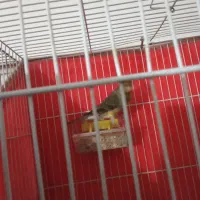 قناری زیبا|پرنده|نیشابور, هفده شهریور|دیوار