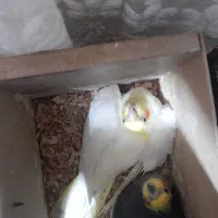 فروش ۲ جفت بالغ روی تخم و یک نر لوتینو|پرنده|مشهد, بهمن|دیوار