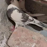 کبوتر پرشی|پرنده|نسیمشهر, |دیوار