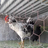 مرغ گلین|حیوانات مزرعه|فردوس (خراسان), |دیوار