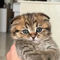 گربه اسکاتیش|گربه|تهران, گلستان (شهرک راه آهن)|دیوار