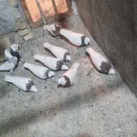 طوقی ۷رنگ|پرنده|شال, |دیوار