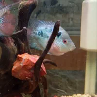 ماهی .چوب آبنوس