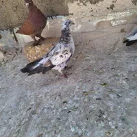 کفتر بوربوری|پرنده|قم, شهرک امام حسن|دیوار