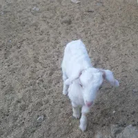 بز شیردار جوان|حیوانات مزرعه|سربیشه, |دیوار