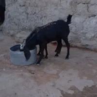 توافقی|حیوانات مزرعه|هامون, |دیوار