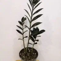 گل و گیاه آپارتمانی|گل و گیاه طبیعی|صدرا-فارس, فاز ۱|دیوار