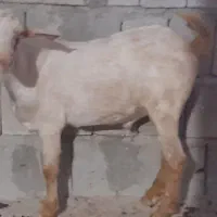 کهره نری