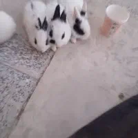 فروش بچه خرگوش وجوجه|موش و خرگوش|اراک, |دیوار