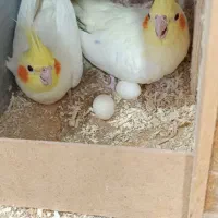 عروس هلندی مولد|پرنده|نورآباد, |دیوار