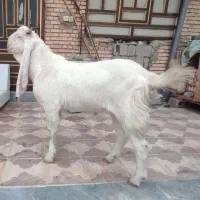 نر بز گلابی