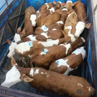 فروش انواع گوساله های سیمینتال بندرترکمن