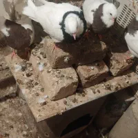 دو جفت جوجه طوق پاییزی