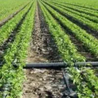 فروش زمین کشاورزی و باغ سرحد بکان