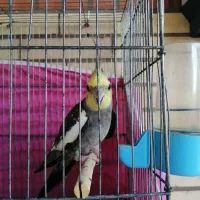 عروس هلندی نر