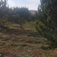 باغ