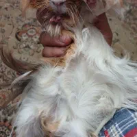 خوکچه هندی|موش و خرگوش|رشت, کوی مهر|دیوار