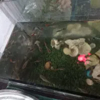 ماهی گوپی|ماهی|مشهد, محمدآباد|دیوار