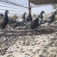 دسته ۱۰ تایی فریمان