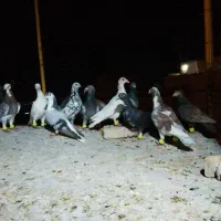 نر هوایی