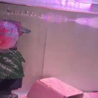 فلاور هورن سوپررد دراگون