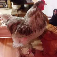 مرغ و خروس
