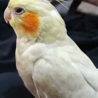 عروس هلندی گم شده