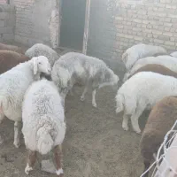 بره نر چاق|حیوانات مزرعه|تربت جام, پاسداران|دیوار