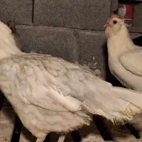 تخم مرغ نطفه دار محلی اصل،نژاد پاکوتاه ریشی|حیوانات مزرعه|خورموج, |دیوار