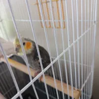 عروس هلندی نر
