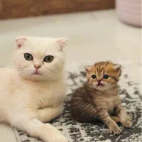 بچه گربه اسکاتیش پرشین|گربه|اندیشه, اندیشه فاز ۶|دیوار