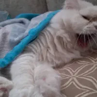 خرید گربه پرشین