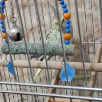 عروس هلندی ماده|پرنده|سراب, |دیوار